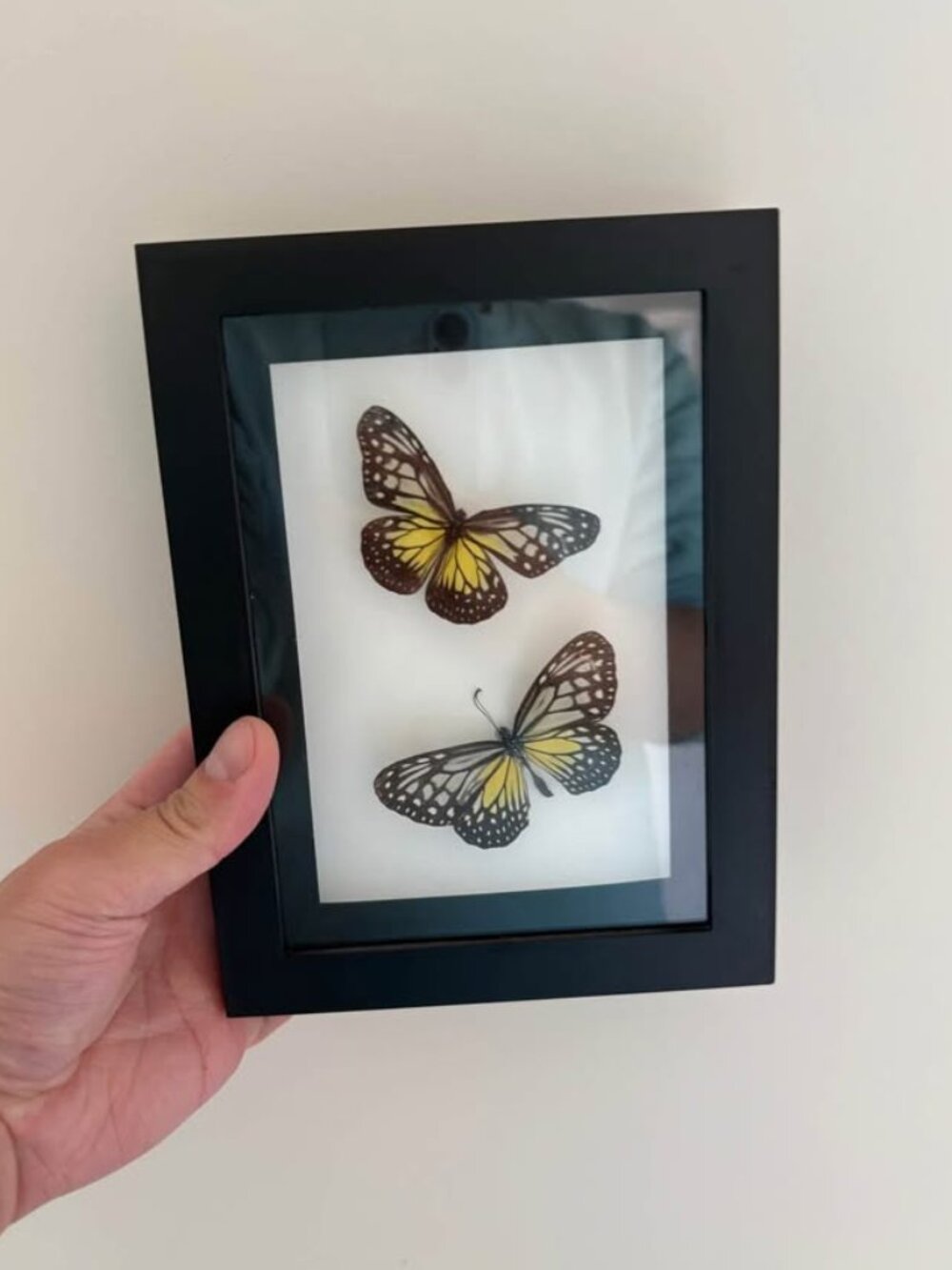 Framed Shadow Box – Gray Glassy Tiger Butterflies (Real Specimens)